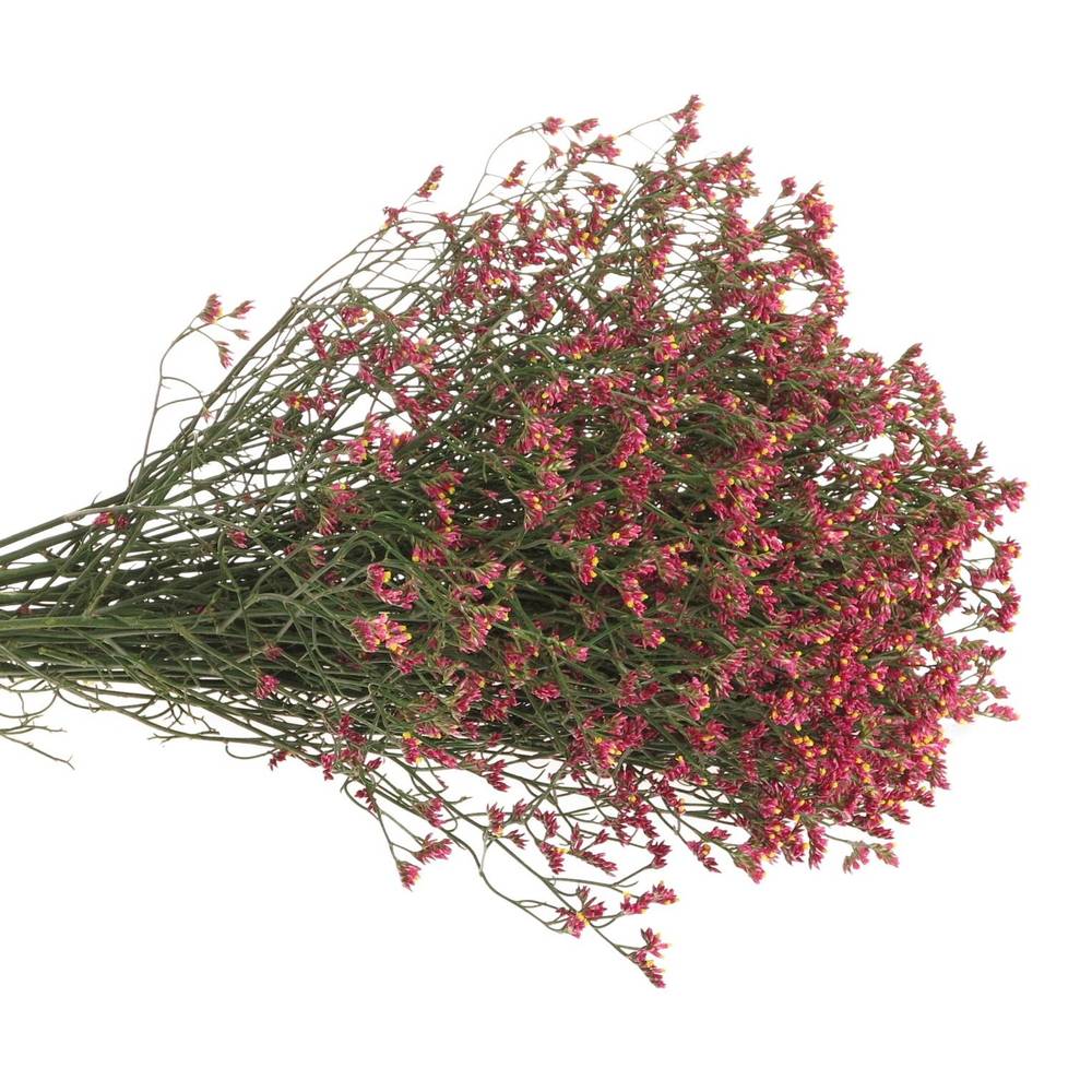 Limonium pink Diamond 60cm