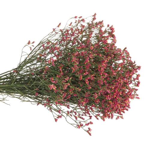Limonium pink Diamond 60cm