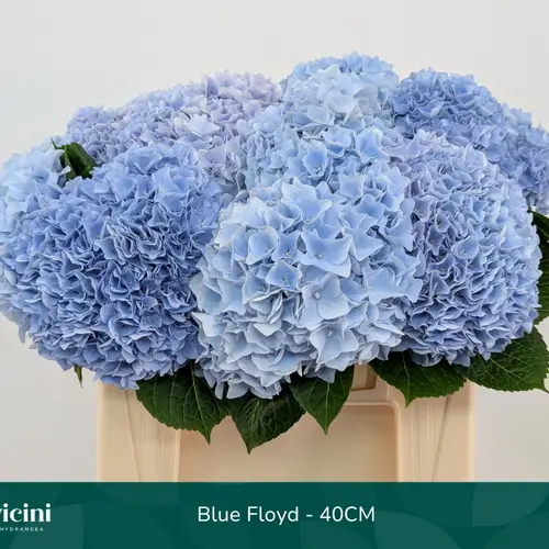 Hortensie hell blau Blue Floyd Bol 14cm 40cm