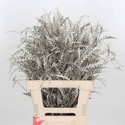 Grevilea Ivanhoe platina gefärbt