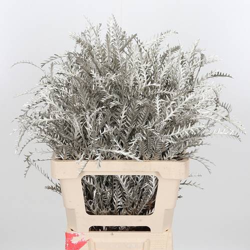 Grevilea Ivanhoe platina gefärbt