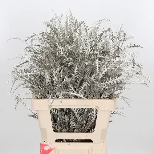 Grevilea Ivanhoe platina gefärbt