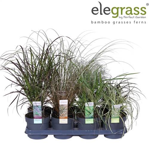 Grasser mix T14 H040