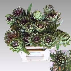 Artischocke grün/lila-grün/lila scolymus Green Globe 80cm