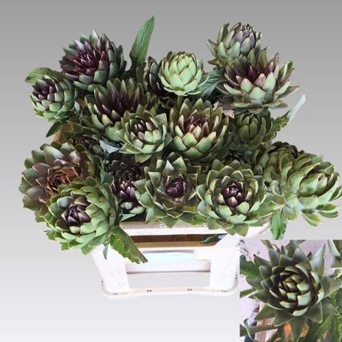 Artischocke grün/lila-grün/lila scolymus Green Globe 80cm