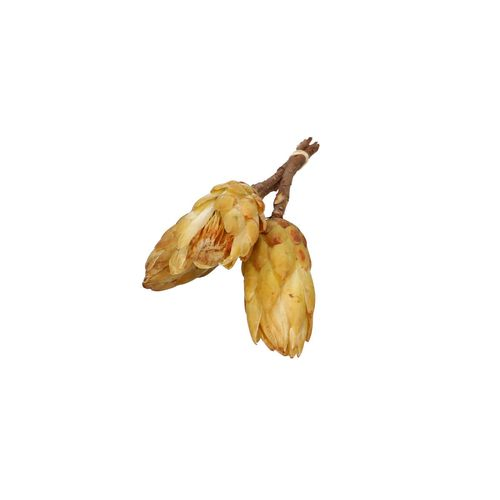 Trocken Protea Repens creme 40cm X3