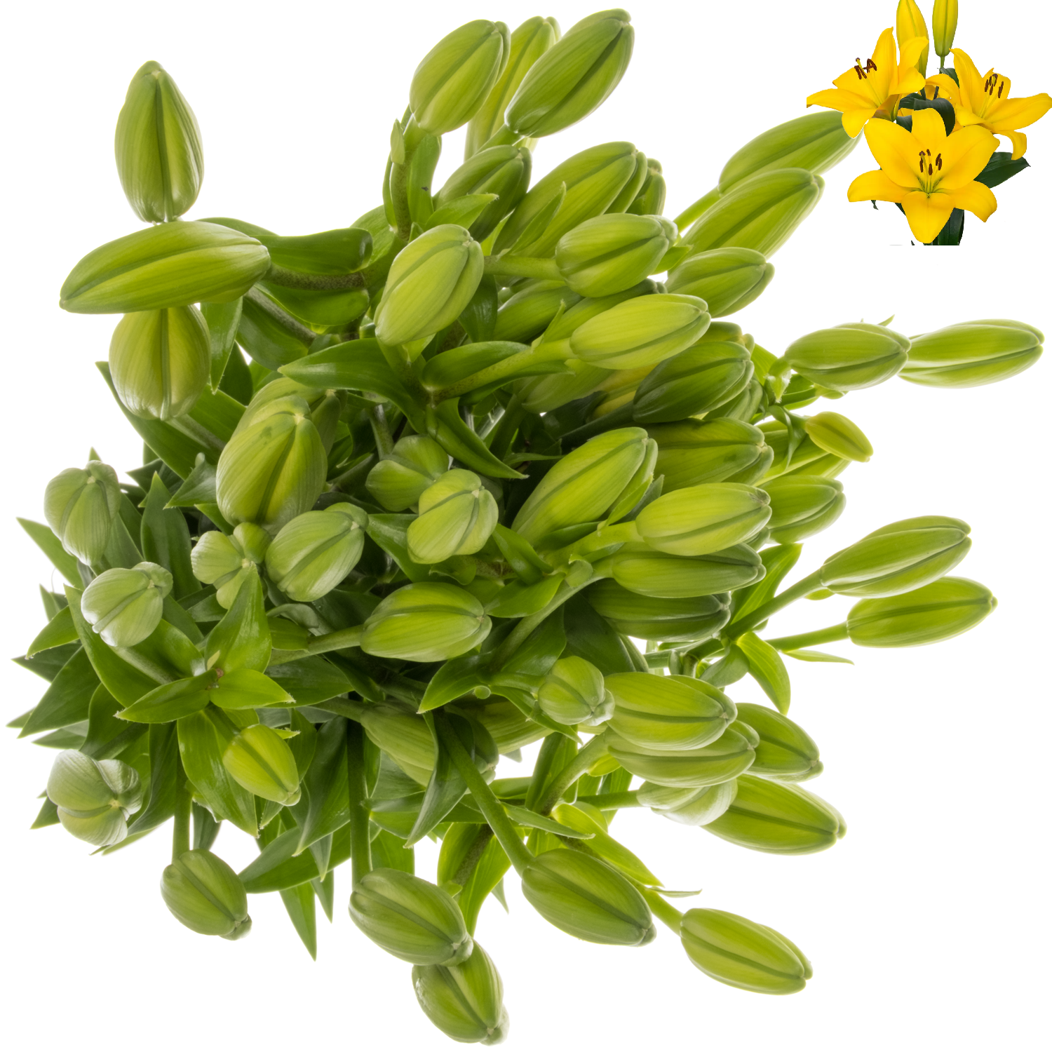 Lilie asiatisch gelb neu Onings 5+ 90cm