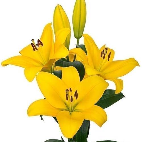 Lilie asiatisch gelb neu Onings 5+ 90cm