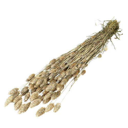 Trocken Phalaris weiss L70cm