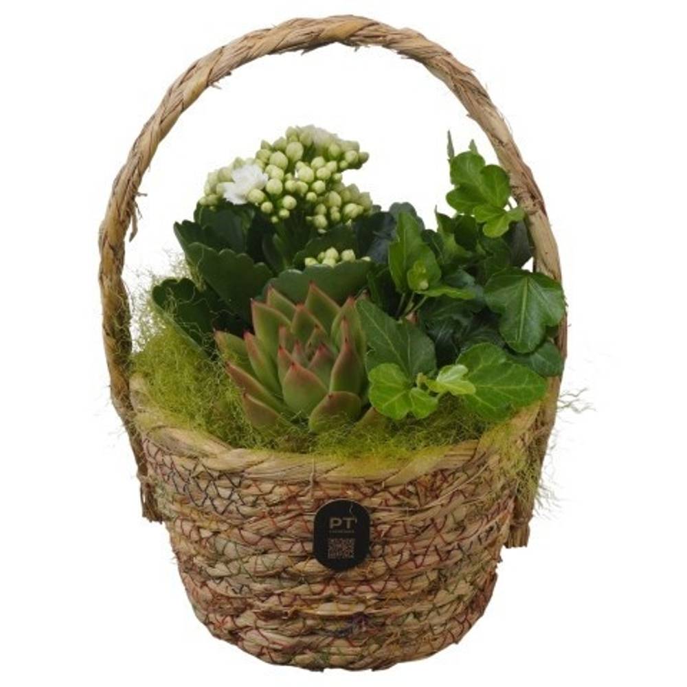 Kal.Arr PTIB5222 T15 H024