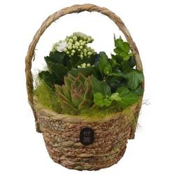 Kal.Arr PTIB5222 T15 H024