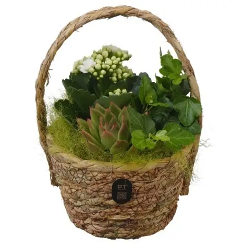 Kal.Arr PTIB5222 T15 H024