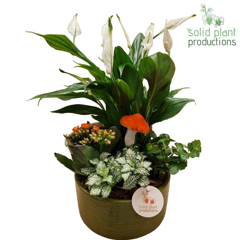 Spath.Arr SP003 Loes grün Herbst T18 H038