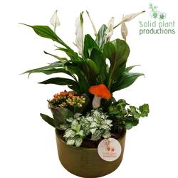 Spath.Arr SP003 Loes grün Herbst T18 H038