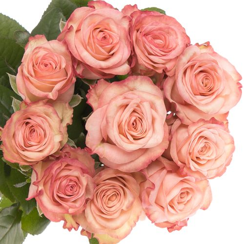 Rose creme/rot Aprikola 70cm