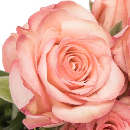 Rose creme/rot Aprikola 70cm