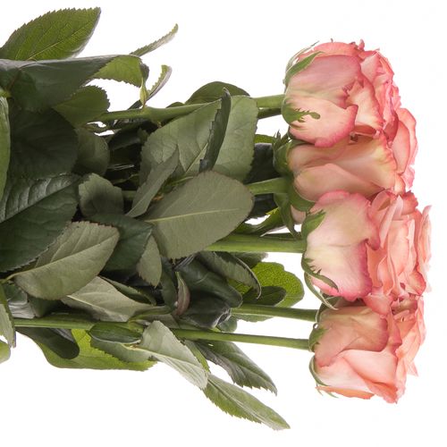 Rose creme/rot Aprikola 70cm