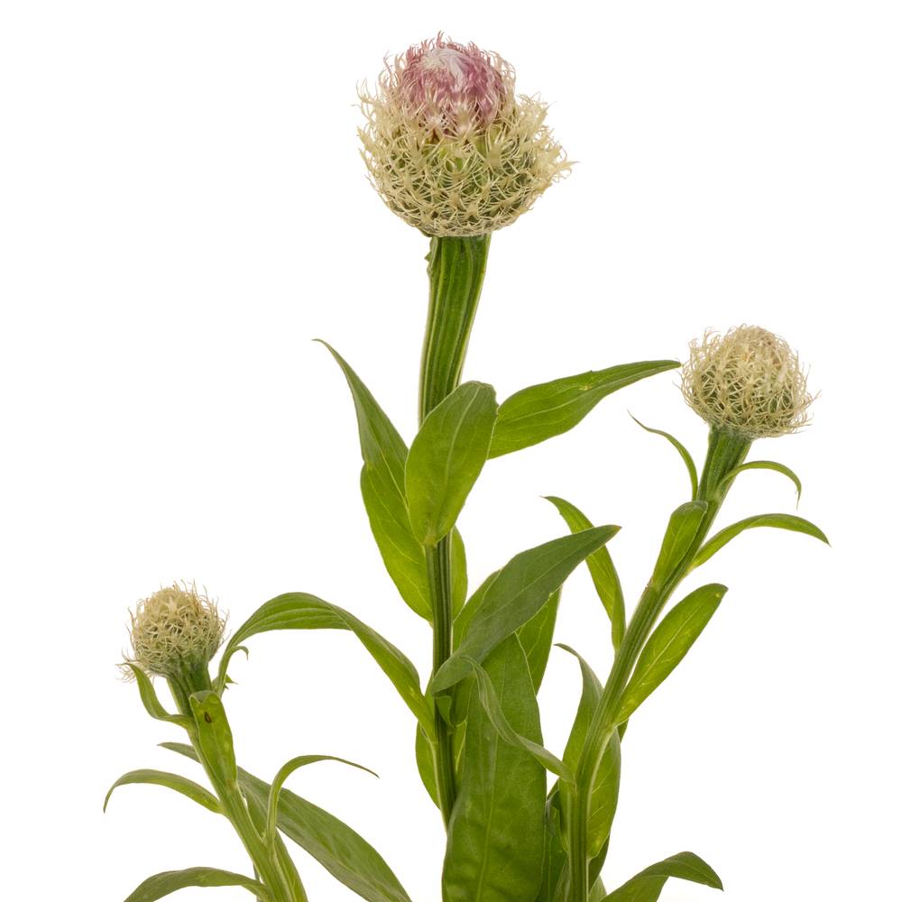Centaurea lila 95cm
