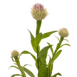Centaurea lila 95cm