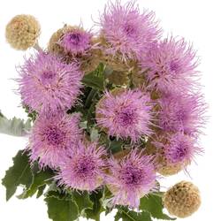 Centaurea lila 95cm