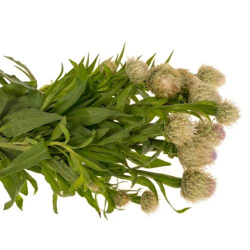 Centaurea lila 95cm