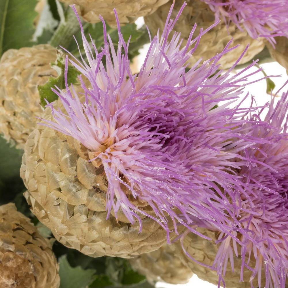 Centaurea lila 95cm