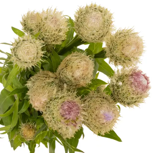 Centaurea lila 95cm