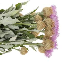 Centaurea lila 95cm