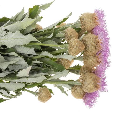 Centaurea lila 95cm