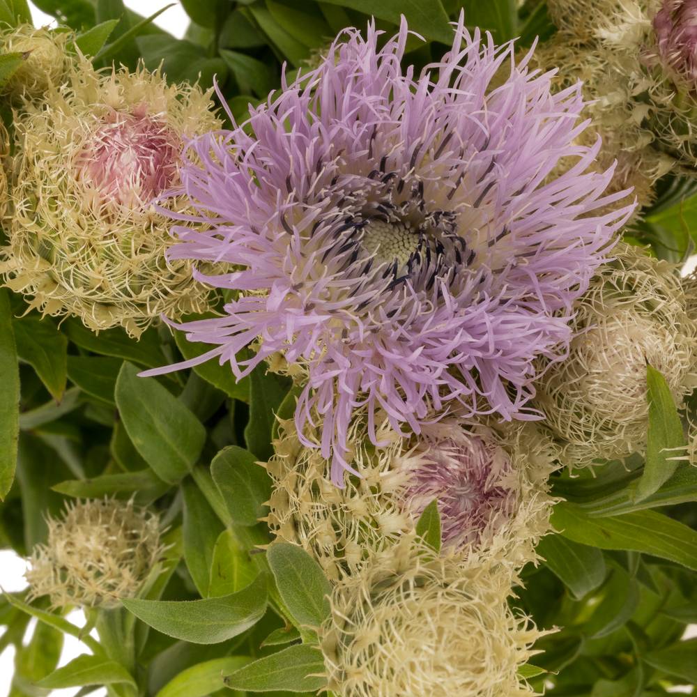 Centaurea lila 95cm