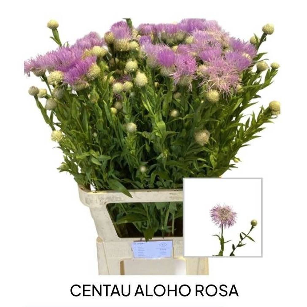 Centaurea lila 95cm
