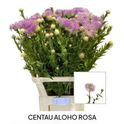 Centaurea lila 95cm