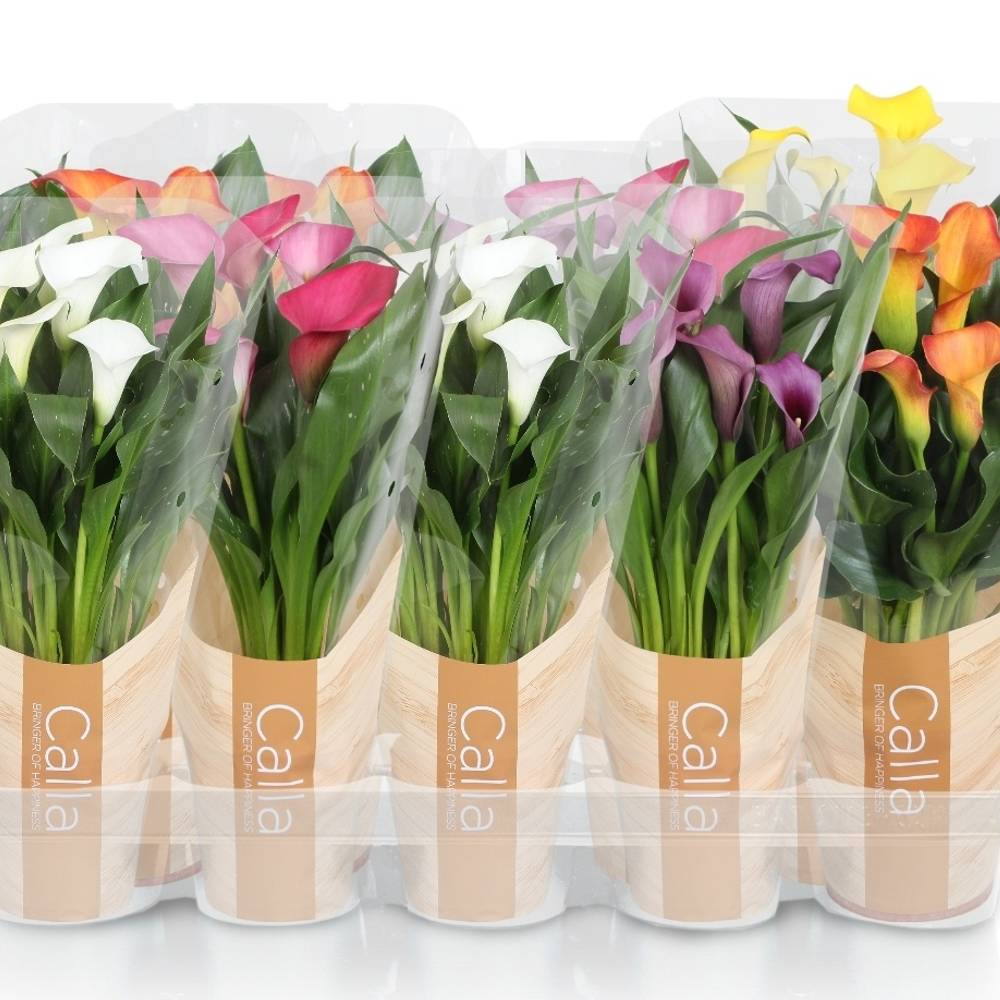 Calla mix in Tüte T12 H040