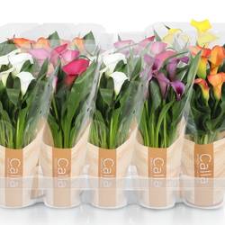 Calla mix in Tüte T12 H040