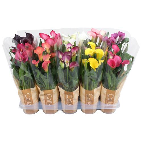 Calla mix in Tüte T12 H040