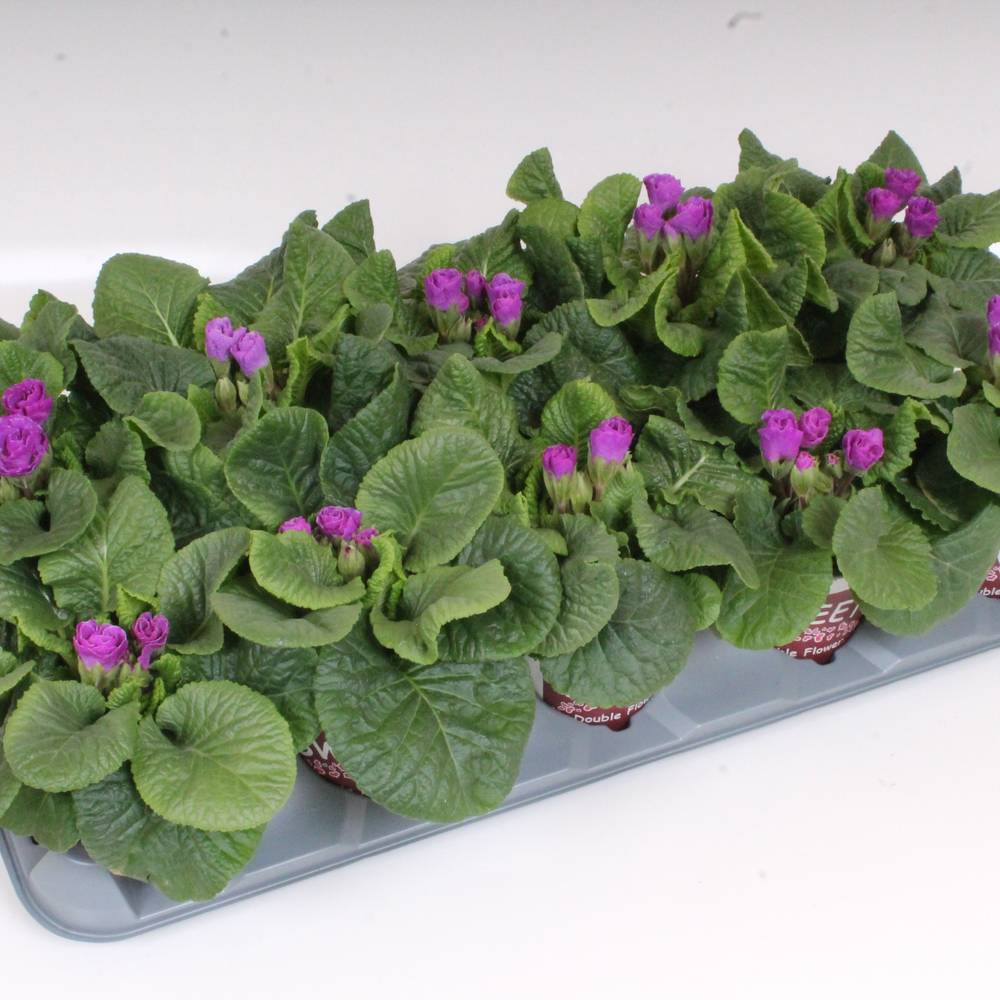 Primula Acaulis Gef. lila Rosebud T11 H018