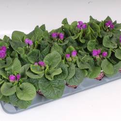 Primula Acaulis Gef. lila Rosebud T11 H018