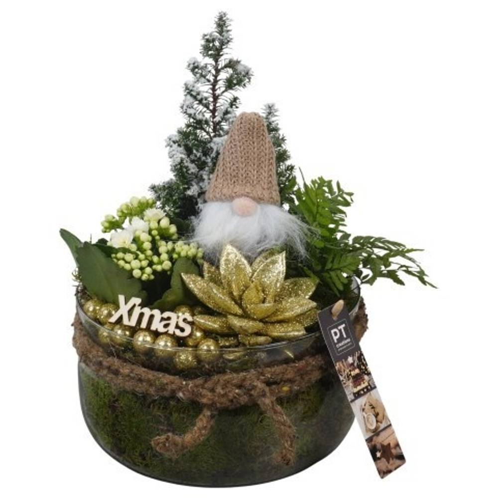 Chamaecyp.Arr PTCHG5734 Weihnachten T19 H028