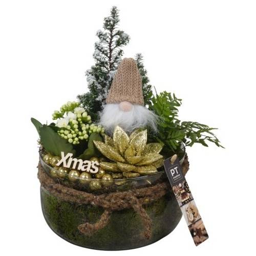 Chamaecyp.Arr PTCHG5734 Weihnachten T19 H028