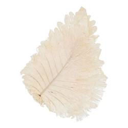 Trocken Cabanblätter gebleicht 30x22cm