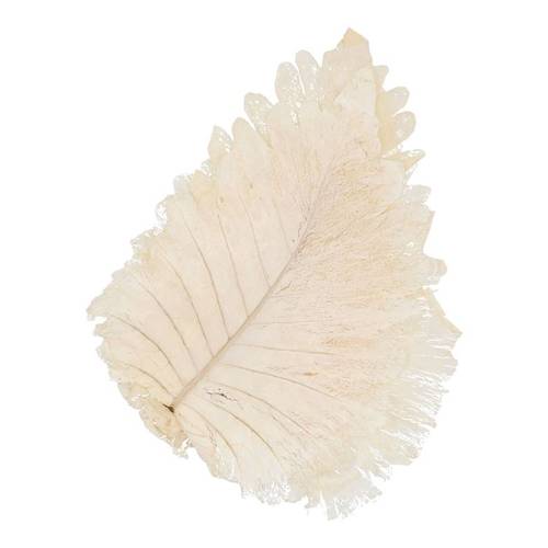 Trocken Cabanblätter gebleicht 30x22cm