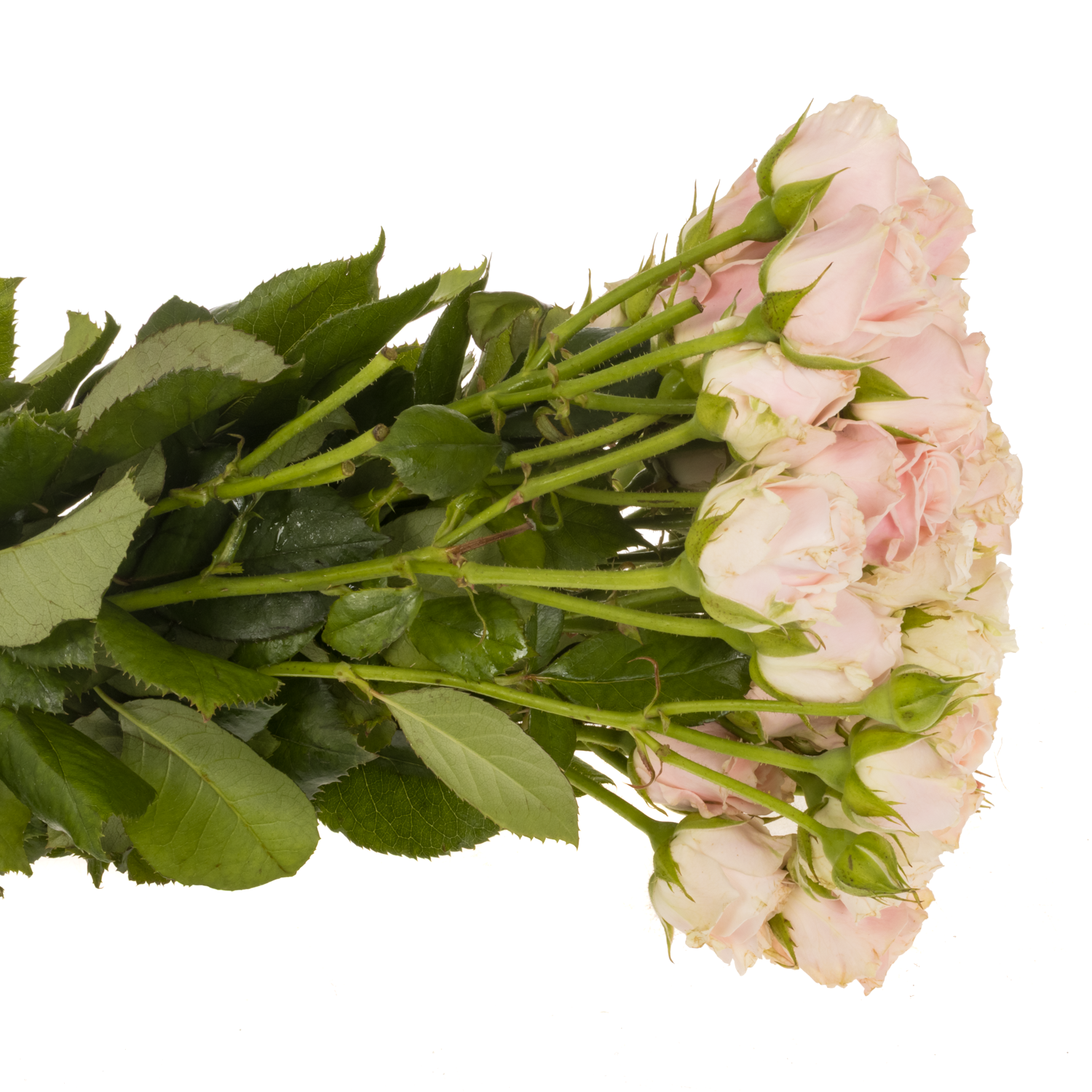 Rose verzweigt apricot 4-Tune 3+Blüte 50cm