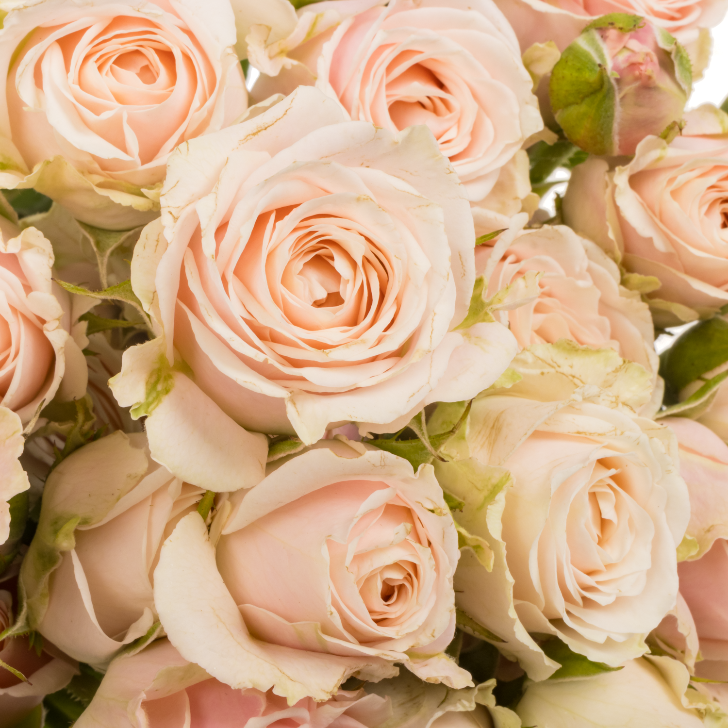 Rose verzweigt apricot 4-Tune 3+Blüte 50cm
