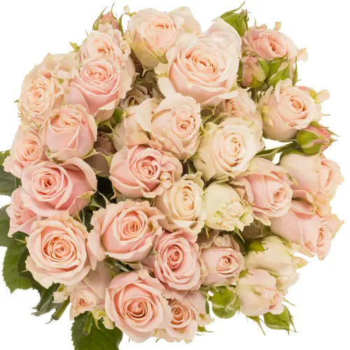 Rose verzweigt apricot 4-Tune 3+Blüte 50cm