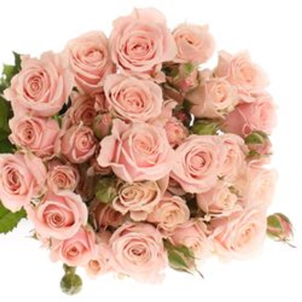 Rose verzweigt rosa 4-Tune 3+Blüte 50cm