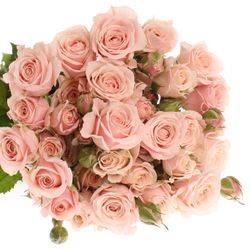 Rose verzweigt rosa 4-Tune 3+Blüte 50cm