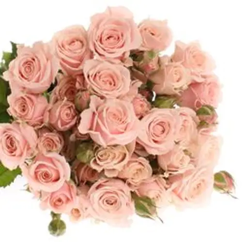 Rose verzweigt rosa 4-Tune 3+Blüte 50cm