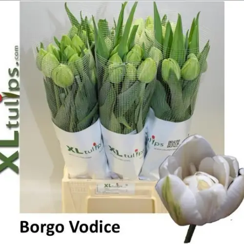 Franz.weiss doppel Borgo vodice 60 Gramm 55cm