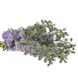 Delphinium lavendel Found 90cm