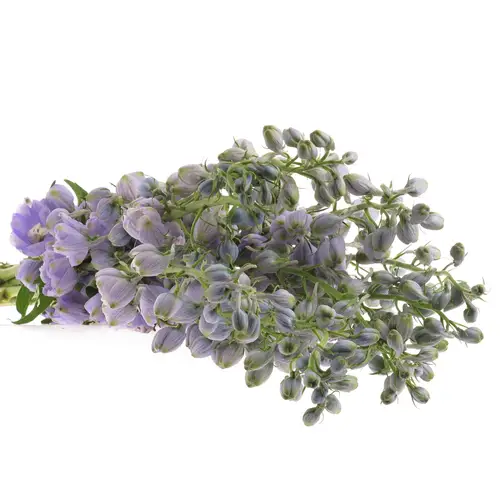 Delphinium lavendel Found 90cm